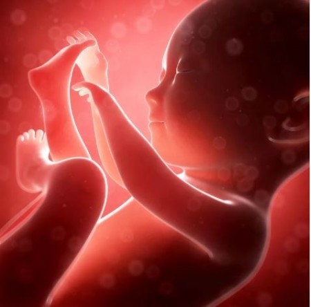 تصویر شماره رشد حس چشایی در جنین
