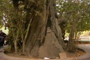 درخت شیرین و فرهاد