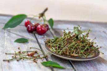 دمنوش دم گیلاس