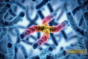 بیماری کوچر