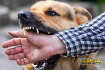 همه چیز درباره هاری