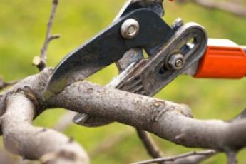 هرس درختان میوه