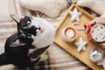 پوره برای گربه