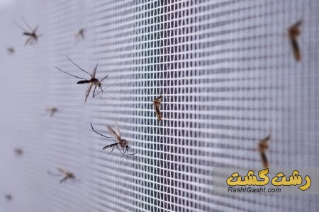 تصویر شماره حشرات در خانه