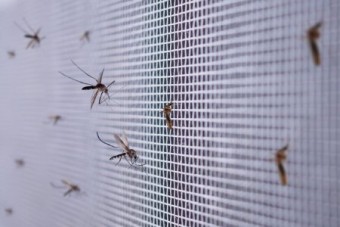 حشرات در خانه