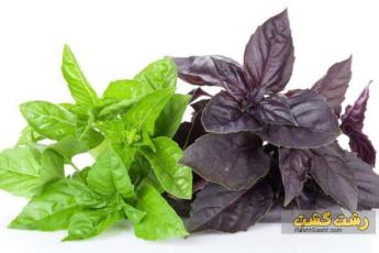 درمان خانگی بیماری ها