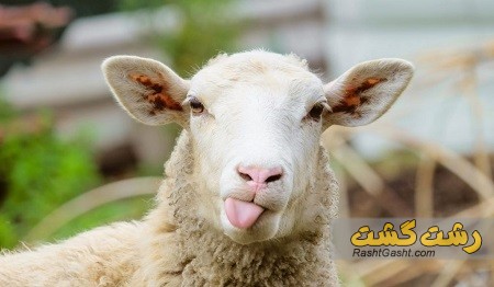تصویر شماره زبان گوسفند