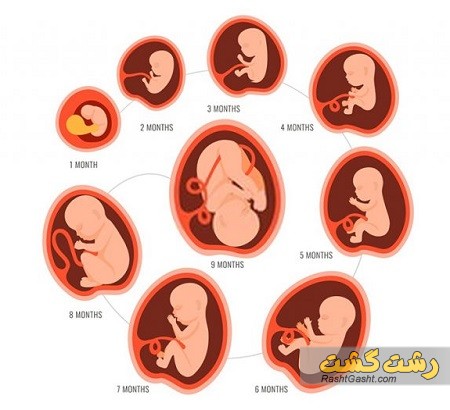تصویر شماره همه چیز درباره حرکات جنین