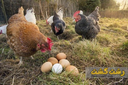 تصویر شماره تخم مرغ بومی چیست و چه خواصی دارد؟