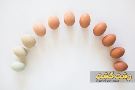 تصویر شماره تخم مرغ بومی چیست و چه خواصی دارد؟