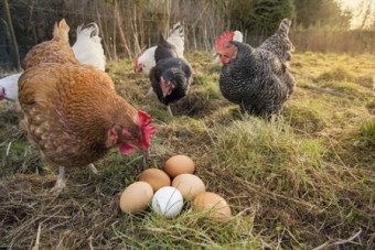 تخم مرغ بومی چیست و چه خواصی دارد؟