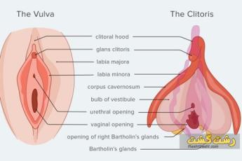 کلیتورال هود چیست؟