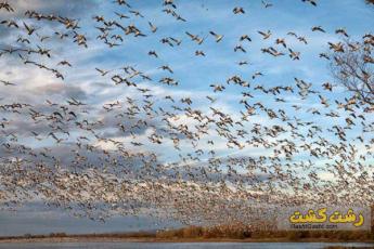 پارک ملی بوجاق میزبان پرنده های مهاجر