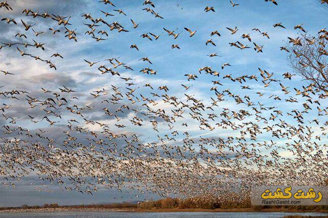 تصویر شماره پارک ملی بوجاق میزبان پرنده های مهاجر