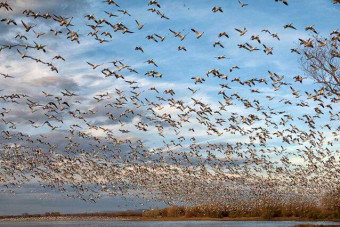 پارک ملی بوجاق میزبان پرنده های مهاجر
