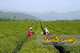 تصویر شماره خرید برگ سبز چای در گیلان