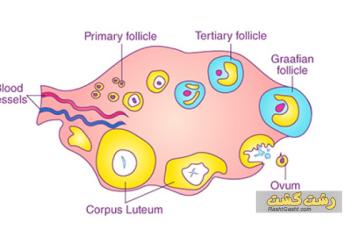 جسم زرد تخمدان