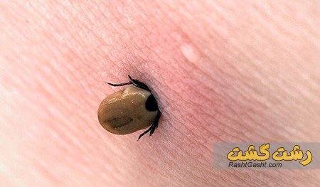 تصویر شماره کنه چیست
