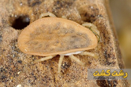 تصویر شماره کنه چیست