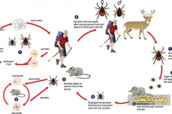 عفونت بابزیوز