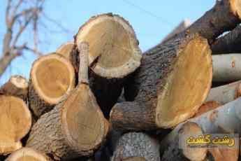 درختان امام زاده اسحاق