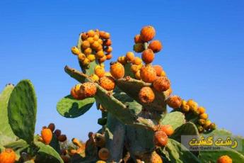 خواص انجیر هندی